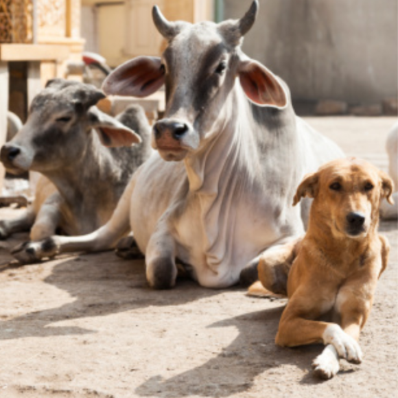 Pawsitive Impact Initiative